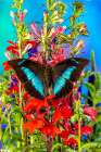 USA-Washington State-Issaquah Butterfly on flowers Art Print